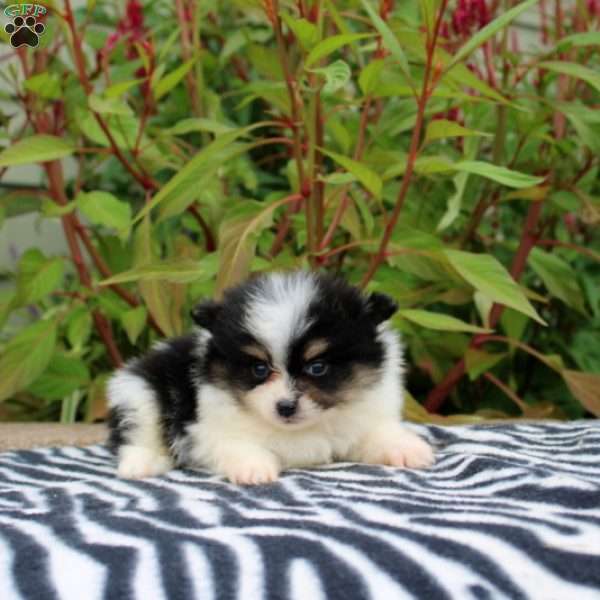 Teagen, Pomeranian Puppy